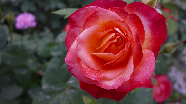 相机买了很多,全幅,半幅,4\/3,1寸都有,无意中拍