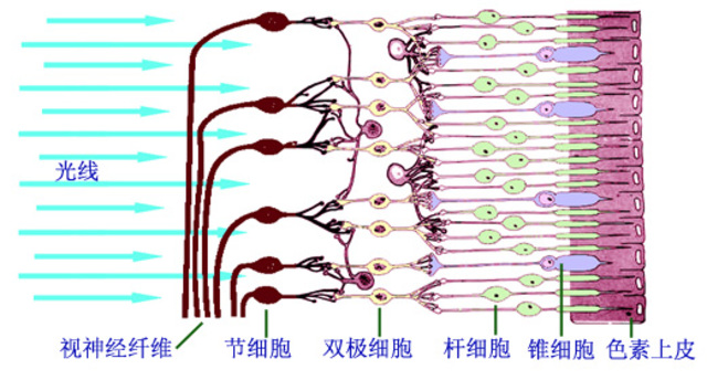 牛脊神经节细胞手绘图