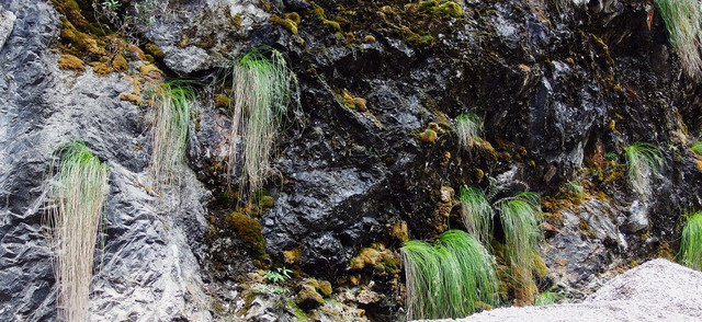 神农架植物:边走边拍——《神农架常见植物图谱》出版发行 - 自然摄影