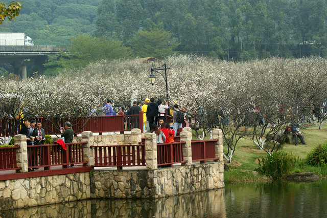 广州不下雪,萝岗梅花就起名叫香雪公园.