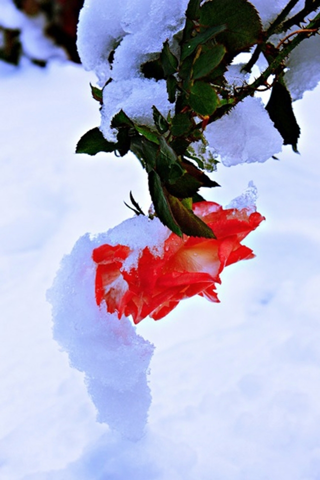 雪中花