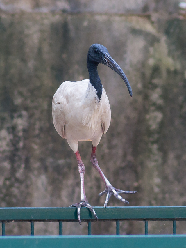 土澳丑鸟之一australian white ibis 澳洲白鹮,基本与垃圾箱为伍.