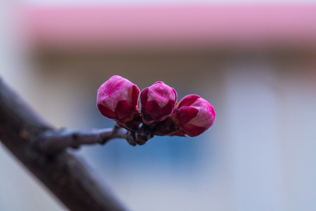 CCD与CMOS优劣谈(编译)