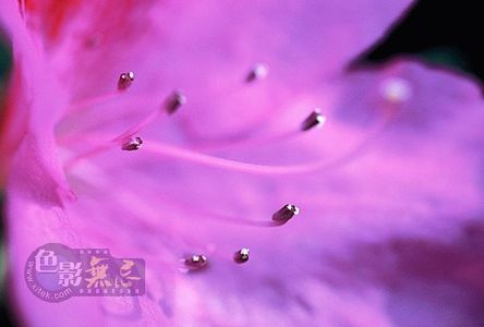 火知了作品：杜鹃花蕊