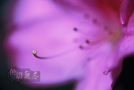 火知了作品：杜鹃花蕊(2)