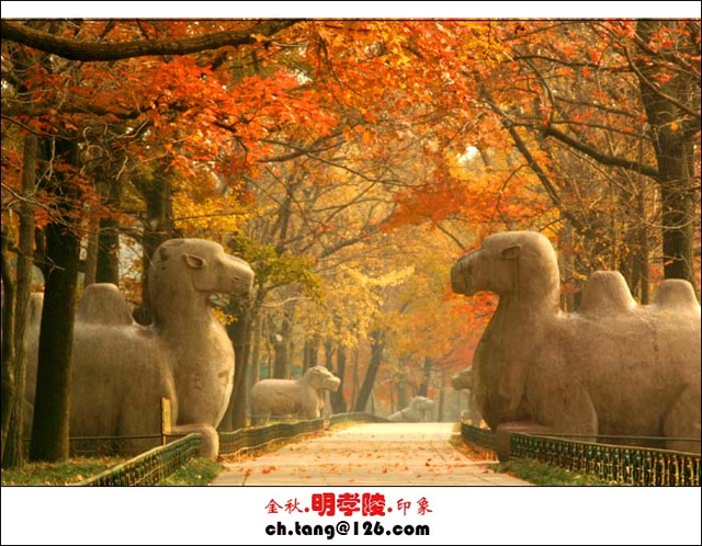 桃花庵主作品：金秋的明孝陵神道