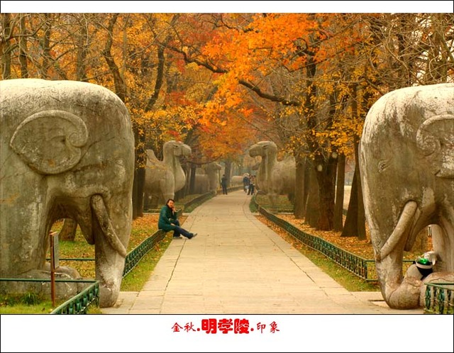 桃花庵主作品：金秋之明孝陵神道