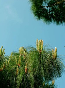 2006wWw作品：春芽