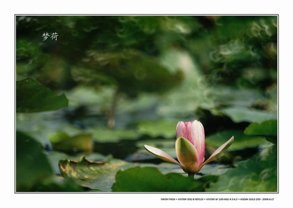 HAPPYMAN作品：梦荷