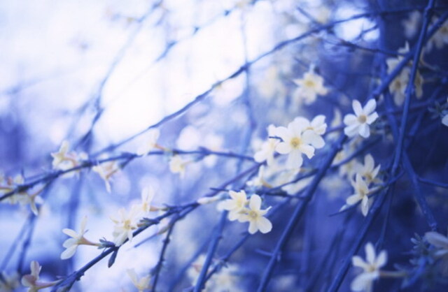 dustblue作品：flower all cover my eyes