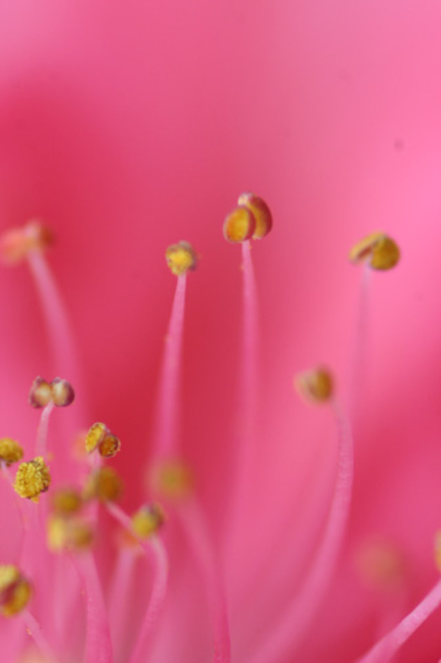 黑镜头ｆ６４作品：花蕊(桃花)
