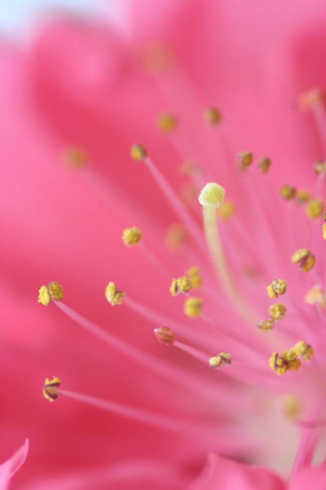 黑镜头ｆ６４作品：花蕊 (桃花)