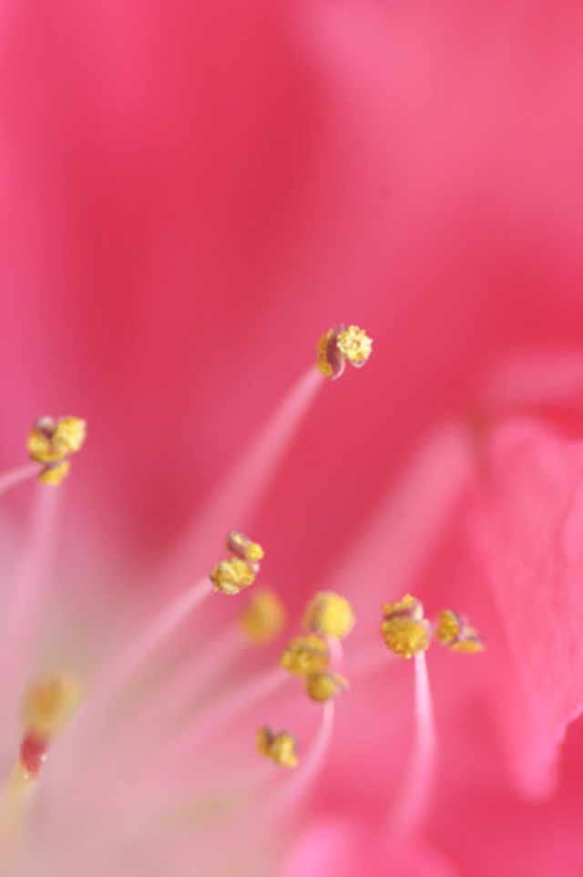 黑镜头ｆ６４作品：花蕊 3(桃花)