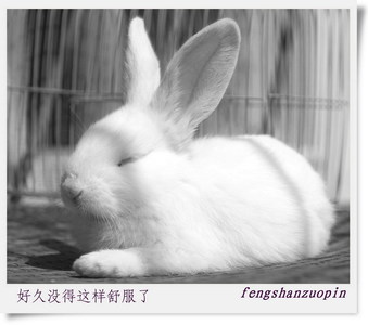 冯珊作品：我家的小白