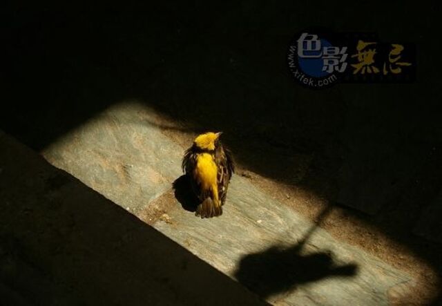 谛听作品：光影中的金丝雀