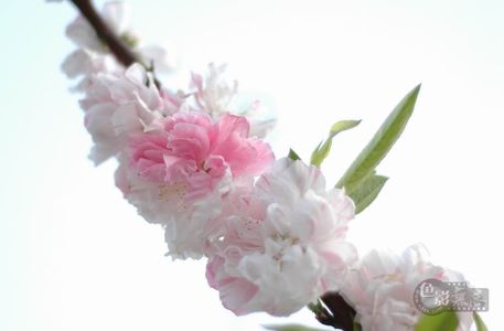温州老姜作品：花3
