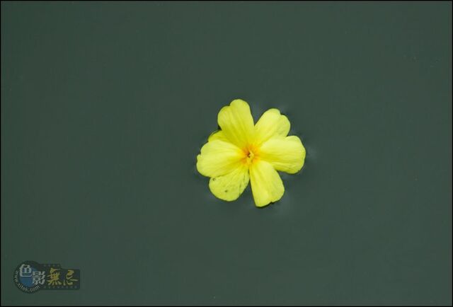 crmmx作品：孤芳