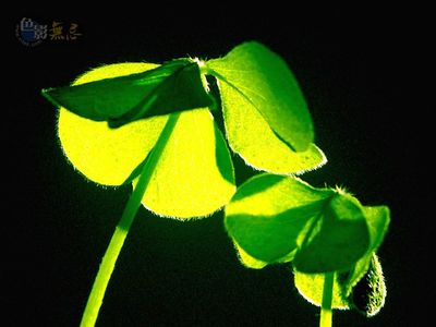 泉声松色作品：初生