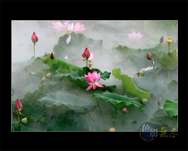 hah123作品：雾中荷花