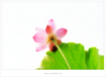 ksjm作品：出水芙蓉
