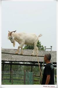 太阳的指纹作品：老者