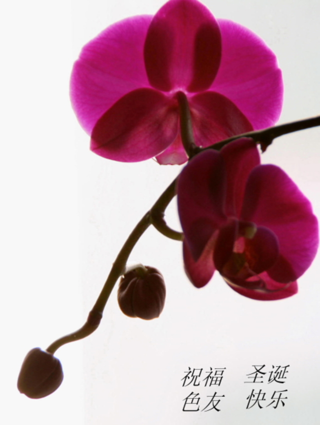 花甲一梦作品：兰花与祝福