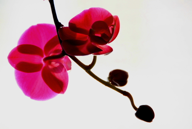 花甲一梦作品：蝴蝶兰（二）
