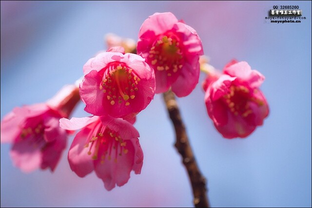 墨叶作品：樱花
