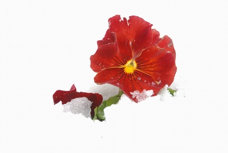 xiangxieli作品：冰雪花韵04