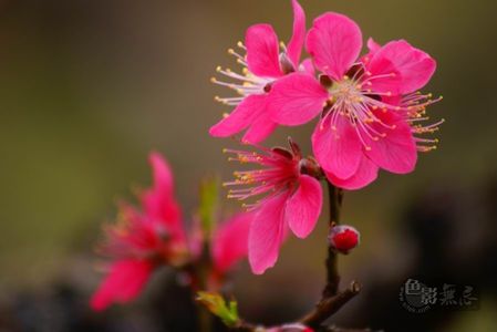 绿色的云作品：桃花之四