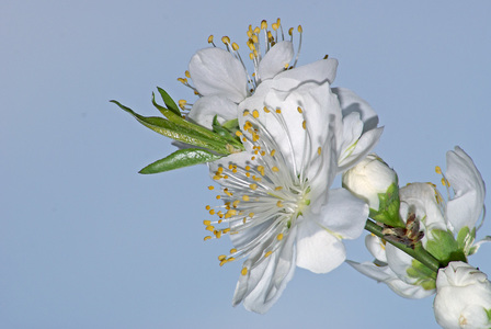 狐狸蜕变作品：桃花4