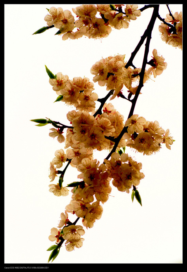 花甲一梦作品：樱花开了（三）