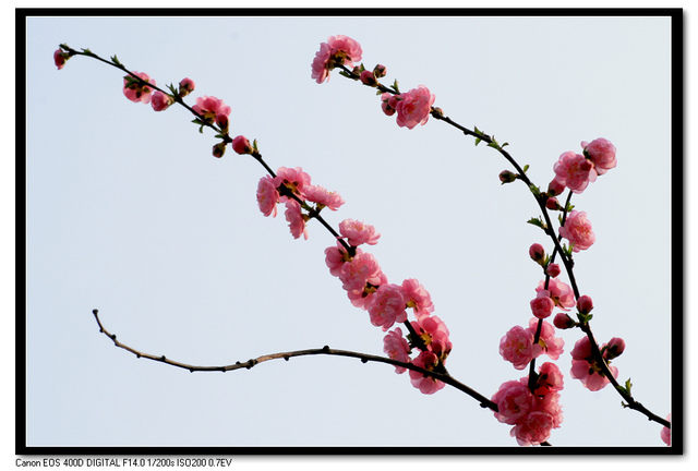 花甲一梦作品：樱花开了（四）