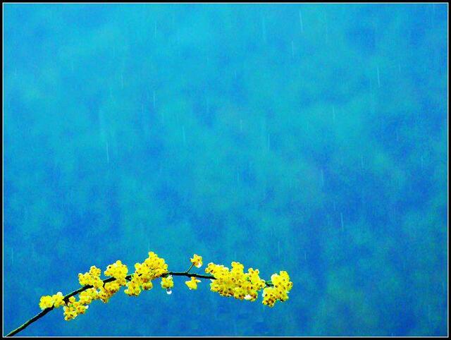 寻找在路上作品：雨中花