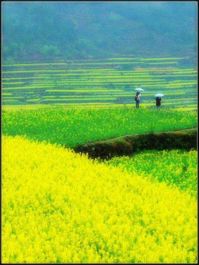 寻找在路上作品：婺源看花