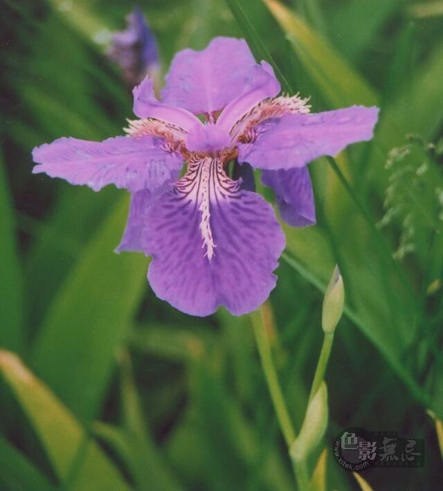 sunyinzi作品：运河广场上拍紫花