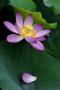 狐狸蜕变作品：荷花7