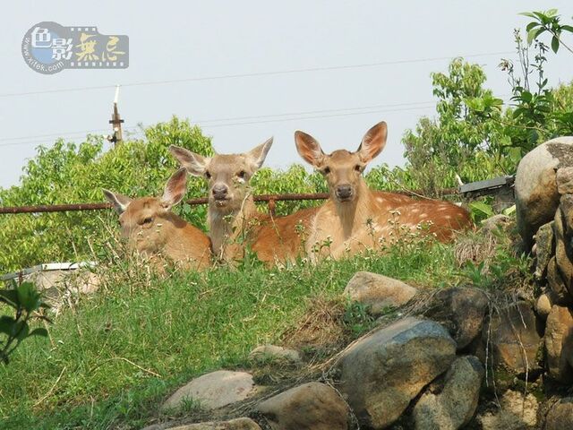 金海银林作品：抓拍的鹿