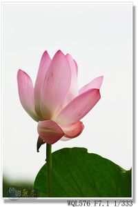 wql576作品：荷花
