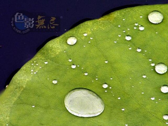 一叶浮萍047作品：雨荷