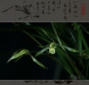 一滴墨作品：香气为谁发