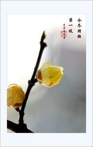 gz黔山银杏作品：今冬腊梅第一枝