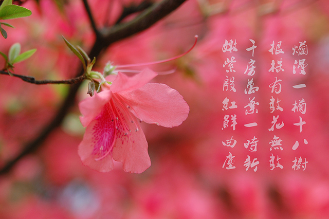 lisanming2000作品：红杜鹃