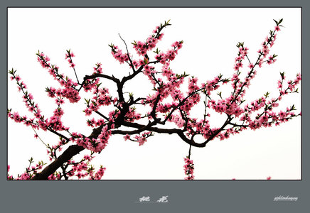 一只老山羊作品：春花图6