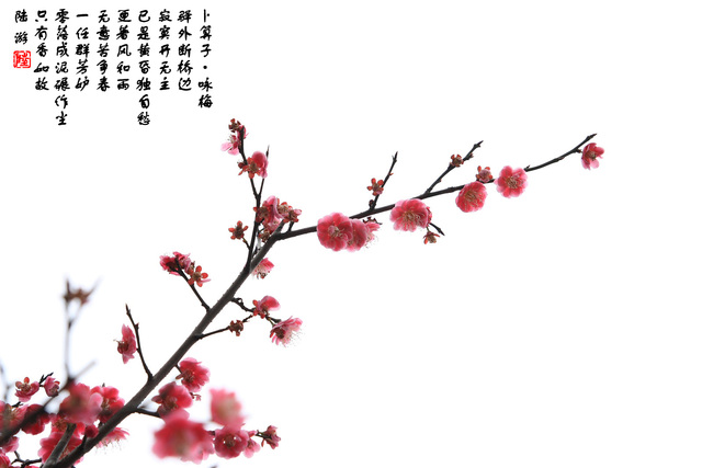 发光二极管作品：梅花2