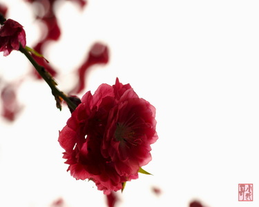 guo5cn作品：参赛作品.花