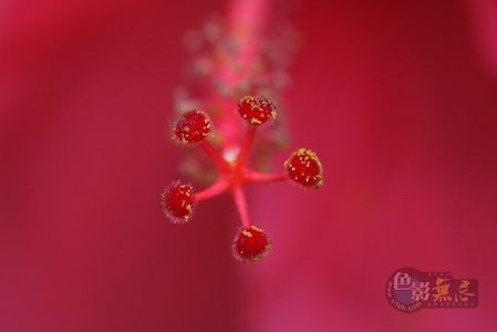Kiwiboy作品：柱头吸收花粉