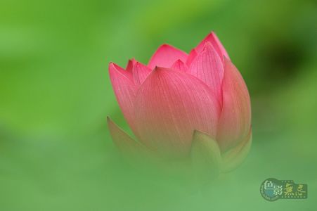 bucy090作品：梦幻荷花