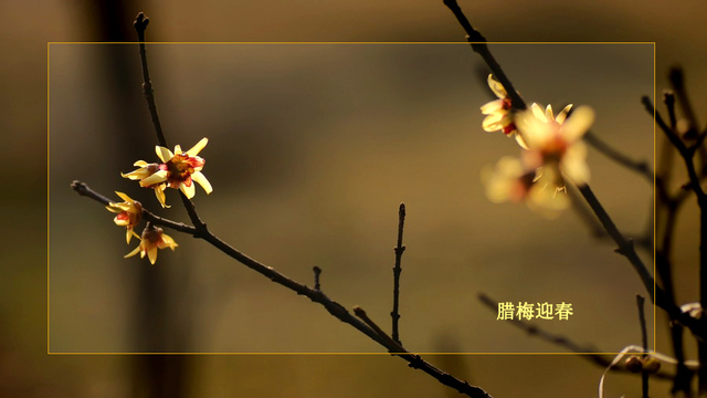 苏艺作品：腊梅迎春