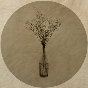 骄傲的幸福作品：菊